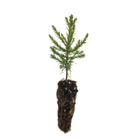 Giant Sequoia | Small Tree Seedling | The Jonsteen Company