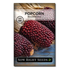 Sow Right Seeds - Strawberry Pop Corn Seed for Planting - Non-GMO Heirloom Packet with Instructions to Plant a Home Vegetable Garden - Grow Your Own Popping Kernels - Short Red Variety (1)