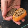 Drennan Method Feeder 35g
