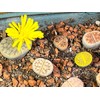 Horticultural Calcined Clay Soil Bonsai Cactus Soil Additive for Succulent