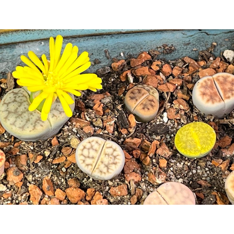Horticultural Calcined Clay Soil Bonsai Cactus Soil Additive for Succulent