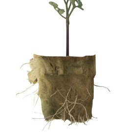 1.5” Rockwool Starter Plugs for Hydroponics, Rockwool Grow Cubes, 1 Sheets of 28 Plugs (28) (Small)