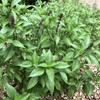 Basil, Cinnamon (Ocimum basilicum) Herb Seeds, Easy to Grow, Cinnamon