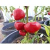 Nora Pepper 10+ Seeds