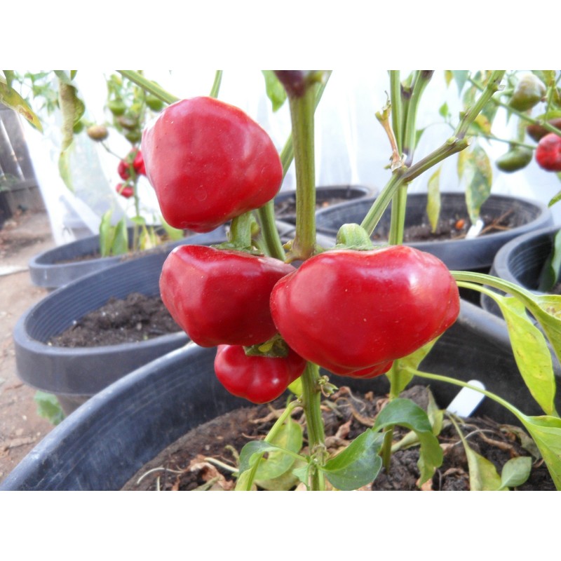 Nora Pepper 10+ Seeds