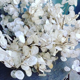 NIKA SEEDS - Seeds Silver Dollar Flowers (Money Plant) Lunaria Mix - 25 Seeds