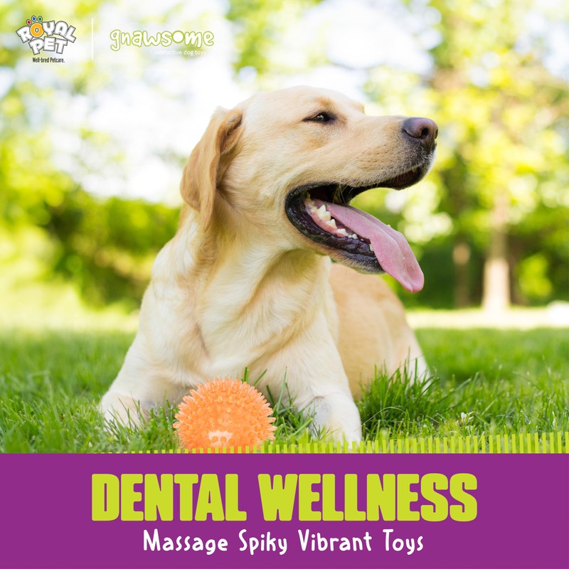 Gnawsome Medium Squeaker Ball Dog Toy, Medium 3.5", Colors will