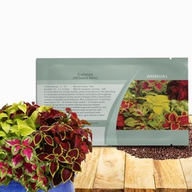 Outsidepride Wizard Mix Coleus Seeds for Planting - 200 Pcs Annual, Compact, & Easy to Grow, Flower Seeds with Serrated Foliage, Ideal for Shaded Areas, Containers, Borders, & Gardens