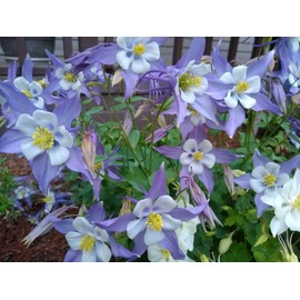 Flowers 250+ Michigan Columbine Seeds  - Organic & Non-GMO!