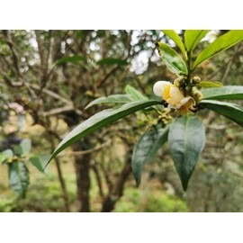 Premium Grade Wild Ancient Tree Red Tea – Exquisite, Handpicked, and Rich in Flavor for True Tea Connoisseurs