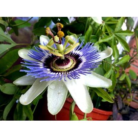 FUN AND GROW SEEDS: Seeds Purple Passionflower Vines Maypop Wild Apricot Perennial Flowers