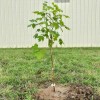 Tree Sun Valley Red Maple Tree - Live Plant -