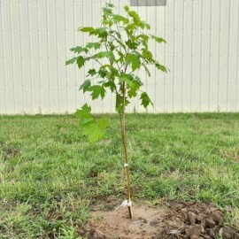 Tree Sun Valley Red Maple Tree - Live Plant - 20-28" Tall - Gallon Pot - Ships Potted