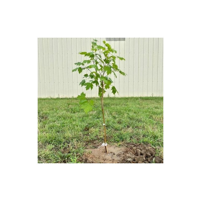 Tree Sun Valley Red Maple Tree - Live Plant -