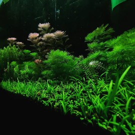SubstrateSource Dwarf Sagittaria Subulata Live Aquarium Plant for Freshwater Planted Fish Tanks - Aquatic Potted Plants (Bunch)