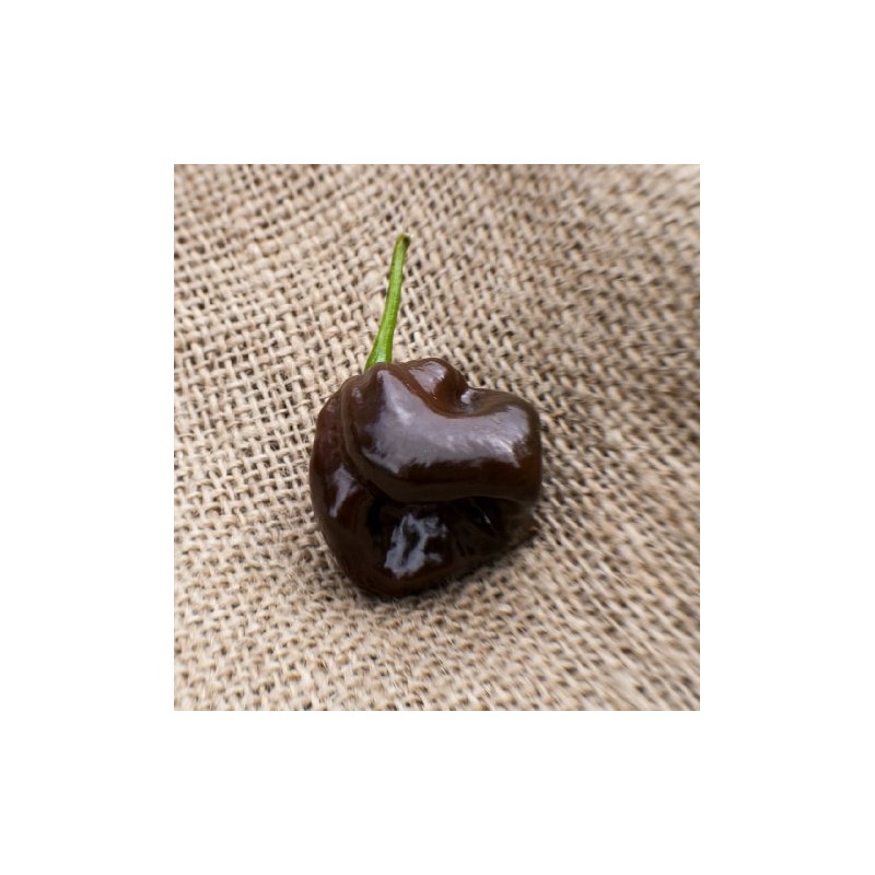 Chocolate Scotch Bonnet Heirloom Pepper Premium Seed Packet + More