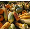 Fertilizante Rico En Potasio Y Aminoácido Para Llenado Fruto
