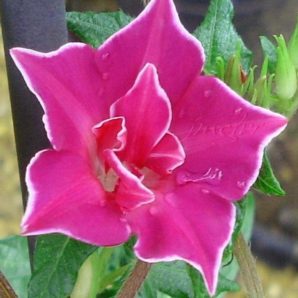 Outsidepride Ipomoea Nil Morning Glory Red Picotee Flowering, Climbing, Vining Plants - 50 Seeds