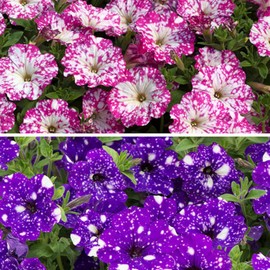1000+ Mixed Petunia Seeds for Planting - Dwarf Wave Petunia Flower Seeds for Home Garden Non-GMO Heirloom Flower
