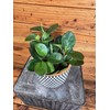 Peperomia Obtusifolia Red Margins, 6" Plant