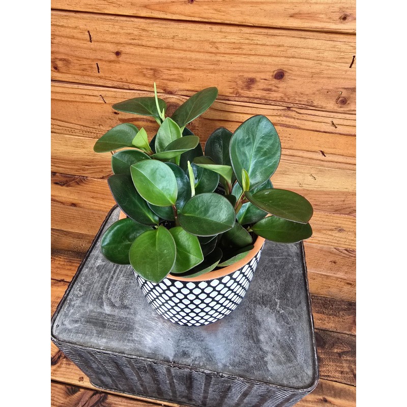 Peperomia Obtusifolia Red Margins, 6" Plant