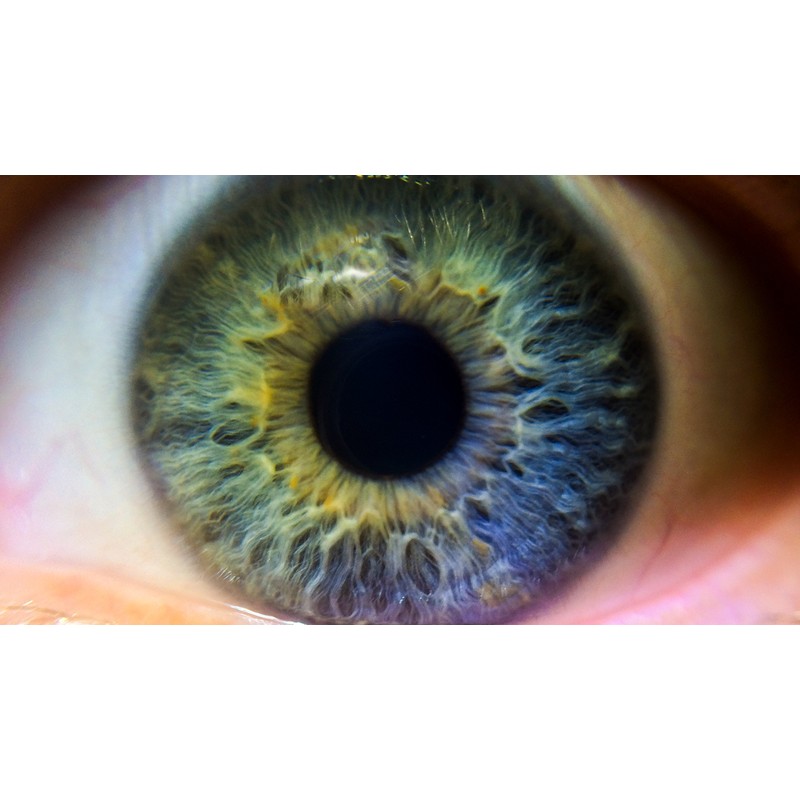 Canon EOS 1D 10x High Definition 2 Element Close-Up (Macro)