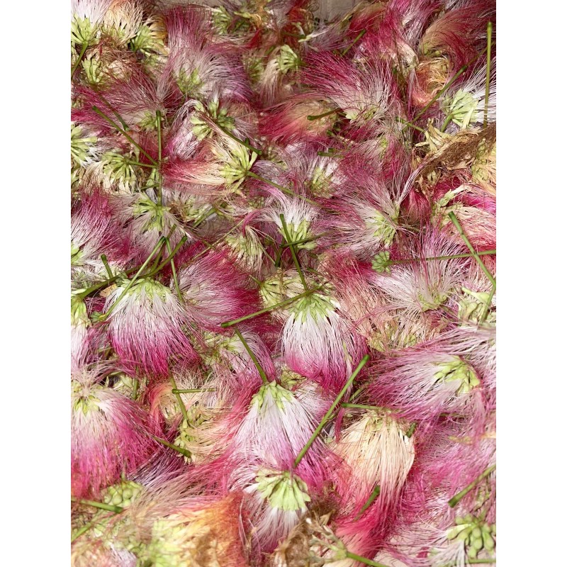 mimosa Dried Silk Mimosa Tree Pink Flowers Leafs Tea Tincture