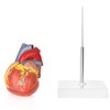 Merinden Modelo de corazón humano para anatomía, modelo de corazón