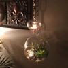 WGV Hanging Terrarium Globe, Width 8", Height 9", DIY Air