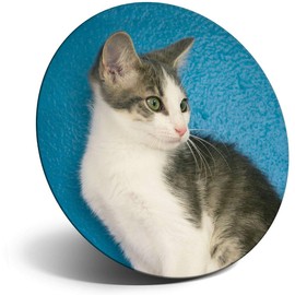 Destination Vinyl ltd Magnet for Refrigerator, Fridge - Tabby Cat Cute Kitten Pet for Office, Cabinet and Whiteboard, Magnetic Stickers, 15991