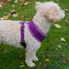 AllPetSolutions Dog Harness - Cool Pet Vest with Back D-Ring