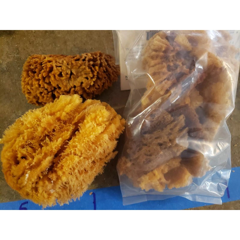 Natural Sea sponge Mix Artist combination pack 12ct