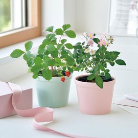 Seishin Pottery GD-100902 All Year Round Home Garden Easy Cultivation Kit, Mini Rose, Flower Cultivation Set (Free Research), Pot Approx. 3.9 x 4.3 inches (10 x 11 cm), Thanksgiving Garden, Mother's