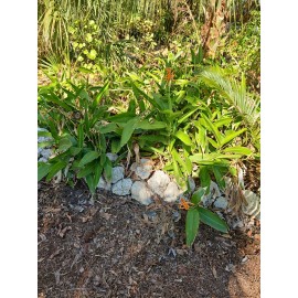 Parrot's Beak Heliconia psittacorum Live Plant Orange Rooted