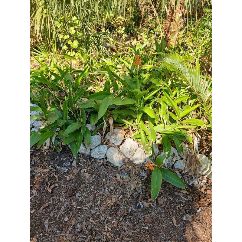Parrot's Beak Heliconia psittacorum Live Plant Orange Rooted