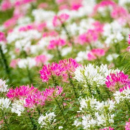 Outsidepride 1000 Seeds Annual Cleome Spider Flower Seed Mix for Planting
