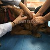 Manruta Pet Microchip Implant Kit for Dogs Cats Horse Cow