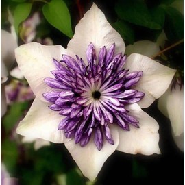 Mixed Clematis Flower Seeds 20 Seed Perennial Flower