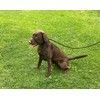 All in One Black No Pull Headcollar Fits All Dogs