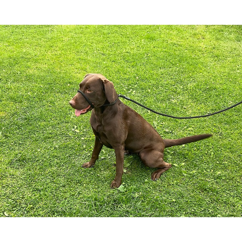 All in One Black No Pull Headcollar Fits All Dogs