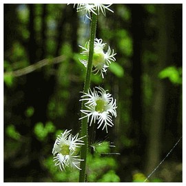 Everwilde Farms - 200 Bishop's Cap Native Wildflower Seeds - Gold Vault Jumbo Seed Packet