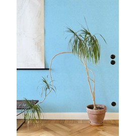 Cohoo Home Blue Peel and Stick Wallpaper Silk Solid Light Blue Contact Paper for Walls Embossed Textured Self-Adhesive Removable Wallpaper Bedroom Bathroom Waterproof Drawer Liner 15.7inW 118inL