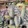 Euphorbia baioensis Cacti Cactus Succulent Real Live Plant