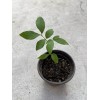 Longan 1 Longan Dimocarpus Dragon Eye With Pot 8” Seedling