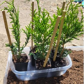 20 Thuja Green Giant Arborvitae Trees/Shrubs - 6-12" Tall Seedlings - Live Plants - 2.5" Pots
