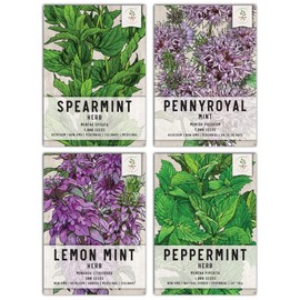 Seed Needs Mint Seeds for Planting Spearmint, Peppermint, Lemon Mint & Pennyroyal - Non-GMO Heirloom & Untreated Herb Seeds to Plant an Indoor Outdoor Home Grown Garden (Variety Pack of 4)