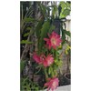 Generic Epiphyllum “ Meadow Rose ” Orchard Cactus Big Pink