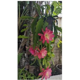 Generic Epiphyllum “ Meadow Rose ” Orchard Cactus Big Pink Flower 6"" to 8"" Fresh Cutting