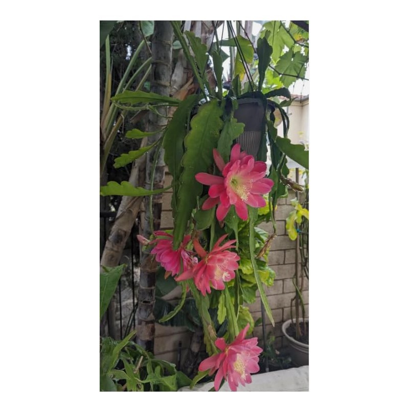 Generic Epiphyllum “ Meadow Rose ” Orchard Cactus Big Pink