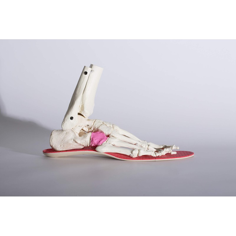 [bmz-45] kyuboidopawa- Ski – R